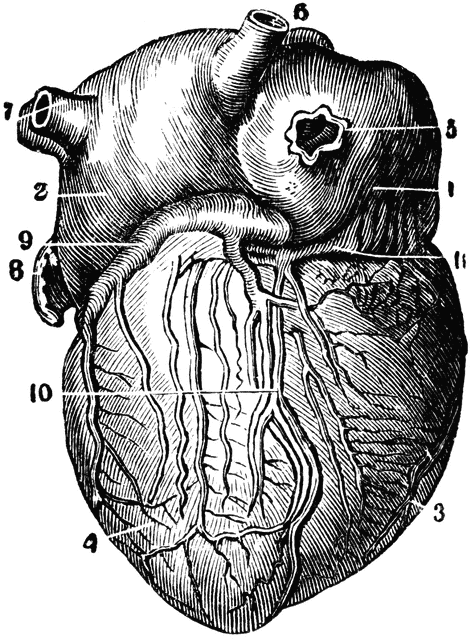 Posterior View of the Heart | ClipArt ETC