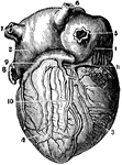 A posterior view of the heart in a vertical position and with its vessels injected.