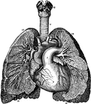 A view of the bronchia and blood vessels of the lungs, as shown by dissection, as well as the relative position of the lungs to the heart.