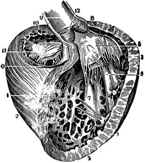 Left Ventricle of the Heart | ClipArt ETC