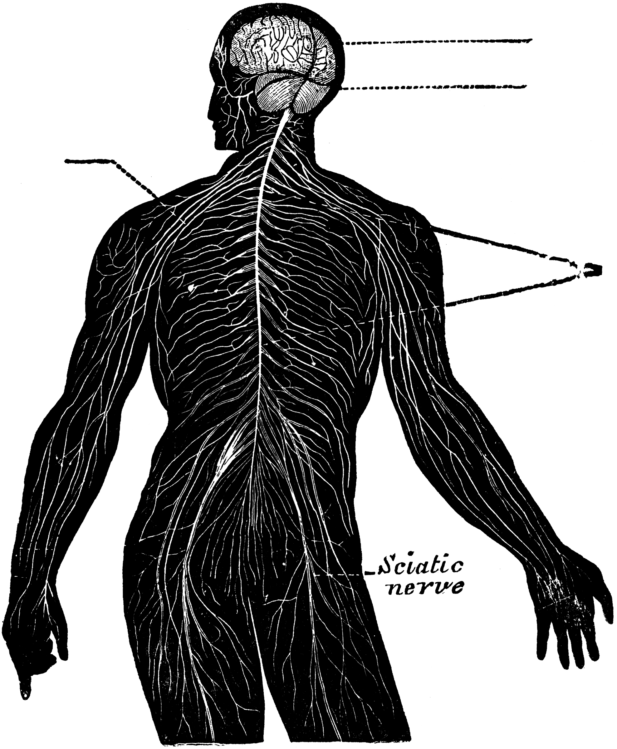 The Nervous System | ClipArt ETC