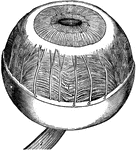 Iris, ciliary muscle, and choroid of the eye.