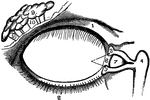 The lachrymal apparatus (the skin of the lids has been removed), which functions in tear production.