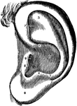 A view of the left ear in its natural state.