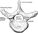 A vertebra of the spinal column seen from above.