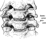 Cervical vertebrae seen from in the front.