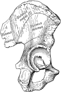 The Ilium Bone and Origin of the Gluteal Muscles | ClipArt ETC