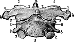 A vertebra of the spine.