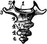 The vertebrae of the coccyx.