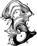 The ilum bone of the pelvis (hip region).