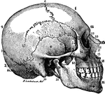 The bones of the skull.