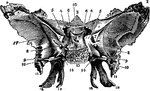 The sphenoid bone of the skull, posterior surface.