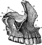 The maxilla (upper jaw bone).