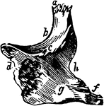 The malar bones (ossa zygomatica). Also known as the cheek bones.