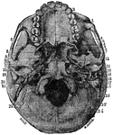 Foramina (openings) at the base of the skull.