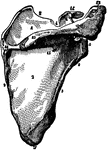 The scapula (shoulder-blade).