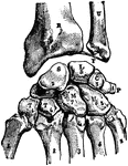 The bones of the hand (carpus, metacarpus, and phalanges).