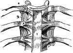 A vertebral articulation (joint), which are formed by the adjacent surfaces of the bodies of the vertebrae and their processes, and are connected by ligaments.