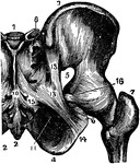 The sacro-ischiatic articulation (joint), which is an amphiarthrosis between the sacrum and the ischium.