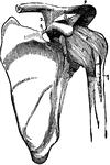 The shoulder joint (articulatio humeri) and the ligaments of the scapula.