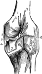 The knee joint, which consists of three articulations in one.