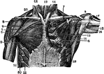 Muscles of the thoracic region (chest area).