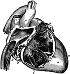 Right side of the heart, showing the right auricle (atrium) and right ventricle).