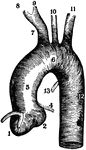 The aorta and connecting arteries.