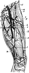 Arteries of the lower extremity (thigh/upper leg).