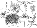 Forms of nerve cells. Labels: A, from spinal ganglion; B, from ventral horn of spinal cord; C, pyramidal cell from cerebral cortex; D, Purkinje cell from cerebellar cortex; E, Golgi cell of type II from spinal cord; F, fusiform cell from cerebral cortex; G, sympathetic; a, axon; d, dendrites; c, collateral branches; ad, apical dendrites; bd, basal dendrites; c, central process; p, peripheral process.