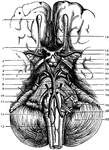 The base of brain. Labels: 1. Olfactory Bulb; 2. Second, or Optic Nerves; 3. Anterior Perforated Space; 4. Optic Tract; 5. Crus Cerebri; 6. 3rd Nerve; 7. 4th Nerve.; 8. 5th Nerve; 9. 6th Nerve; 10. Pyramid; 11. Olivary Body; 12. Vertebral Artery; 13. Anterior Spinal Artery; 14. Anterior Cerebral Artery; 15. Lamina Cinerea; 16. Middle Cerebral Artery; 17. Tuber Cinereum; 18. Corpora Albicantia; 19. Posterior Perforated Space; 20. Posterior Cerebral Artery; 21. Superior Cerebral Artery; 22. Pons Varolii; 23. Inferior Cerebellar Artery; 24. 7th and 8th Nerves; 25. 9th, 10th, and 11th Nerves; 26. 12th Nerve; 27. Cerebellum.