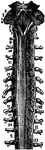 The spinal cord (medulla spinalis).