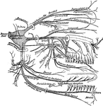 Diagram of the 5th cranial nerve (the trigeminus).