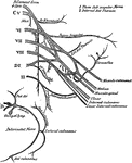 The brachial plexus of the spinal nerves.