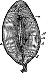 A Pacinian Corpuscle, one of the organs of touch in the skin, which is composed of lamellae (3), consisting of connective tissue fibers, arranged concentrically around a central clear space (m), in which the nerve fiber (n) terminates at the distal extremity in a rounded end (a), which is often bifid or even trifid. They are found chiefly on the nerves of the palm of the hand and sole of the foot, the ends of the fingers, and the genital organs, lying in the subcutaneous tissue.