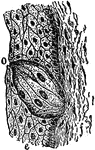 A taste bud, which is a flask shaped body, situated in the epidermis of the vallate and some of the fungiform papillae, also found at the sides of the broad base, which rests on the corium, and a neck opening on the mucous surface by an orifice, the gustatory pore.