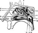 The nasal fossae (cavum nasi) are two irregular cavities in the middle of the face, separated by the septum nasi, opening in front by the anterior nares, behind by the posterior nares (choanae) into the naso-pharynx.