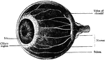 The choroid, ciliary body, and iris of the eyeball.