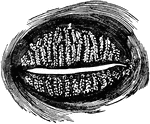 Meibomian glands (glandulae tarsales), which are sebaceous glands embedded in grooves in the inner surface of the tarsal plates, about 30 in the upper eyelid, less in the lower one. Their ducts open on the inner edge of the free margin of the lids by minute foramina, through which their secretion is furnished to prevent the lids adhering to each other.