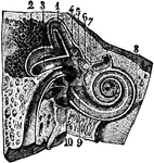The vestibule of the ear. It is a central common cavity of communication between the osseous parts of the internal ear.