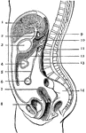 The peritoneum is a large serous membrane, which forms in the male a closed sac, the parietal layer of which lines the abdominal walls, its visceral layer being reflected more or less completely over all the abdominal and pelvic viscera. It's free surface is covered with endothelium, and is smooth, moist, and shining. Its attached surface is connected to the viscera and the parietes of the abdomen by the sub-peritoneal tela or areolar tissue. In the female it is not a closed sac, the free extremities of the Fallopian tubes opening directly into the cavity. The peritoneum is divided by a constricted portion of its tissue, at the foramen of Winslow into 2 sacs, the Greater Sac and the Lesser Sac.