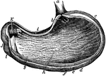 The stomach, the principal organ of digestion. It is a dilated part of the alimentary canal, situated between the termination of the esophagus and the beginning of the small intestine.