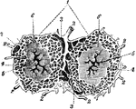 Lobules of the liver (1), which are small, granular-looking bodies, of polygonal shape, and about 1/20 inch in diameter, clustered around the sublobular branches of the hepatic veins, and connected together by connective tissue (3), blood-vessels, ducts (2), and lymphatics. Each lobule consists of a mass of hepatic cells, surrounded by a dense capillary plexus, and contains the minute beginnings of a bile-duct, the so-called biliary capillaries; possessing therefore all the essential constituents of a secreting gland. A lobule contains hepatic cells, lobular veins (3), intralobular veins (4), and plexuses of lymphatics, nerves, and bile-ducts.
