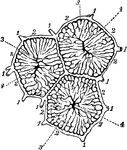Vessels of the liver. Labels: (1) portal canals, (2) interlobular plexus, (3), lobular veins, (4), intralobular vein.