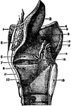 The epiglottis is a cartilaginous lid for the larynx. It is leaf-shaped, situated behind the base of the tongue, and attached by its apex to the posterior surface of the thyroid cartilage, just below the median notch.