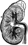 The basic structure of the kidney, which consists of the cortical portion, the medullary substance, and the sinus. The kidneys are two organs, situated in the back part of the abdominal cavity, one on each side of the vertebral column, behind the peritoneum.