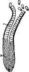 Columnar epithelium lining a gland. It consists of conical cells laid side by side, their ends forming the surface of the membrane and is found in the stomach, intestines, and elsewhere.