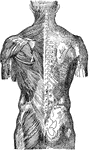 Back view of the body and outline of skeleton and covering.