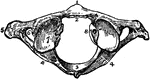 The atlas, the uppermost vertebra of the spinal column. Labels: 1, anterior tubercle; 2, articular face for the dentata; 3, posterior surface of spinal canal; 4, 4, intervertebral notch; 5, transverse process; 6, foramen for vertebral artery; 7, superior oblique process; 8, tubercle for the transverse ligament.