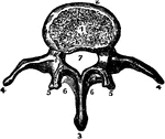 A lumbar vertebra. Labels: 1, face for the intervertebral substance; 2, anterior surface of the body; 3, spinous process; 4, transverse process; 5, oblique process; 6, a portion or the body bridges; 7, the spinal foramen.